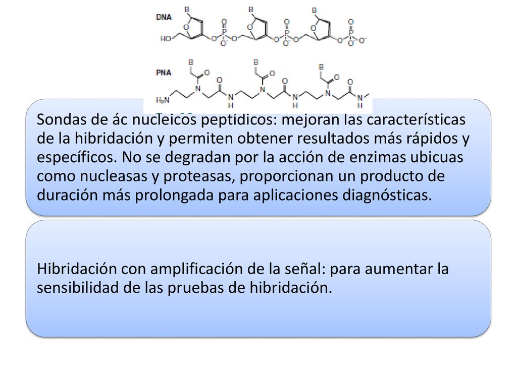Sondas de ác nucleicos peptídicos: mejoran las características de la hibridación y permiten obtener resultados más rápidos y específicos. No se degradan por la acción de enzimas ubicuas como nucleasas y proteasas, proporcionan un producto de duración más prolongada para aplicaciones diagnósticas.