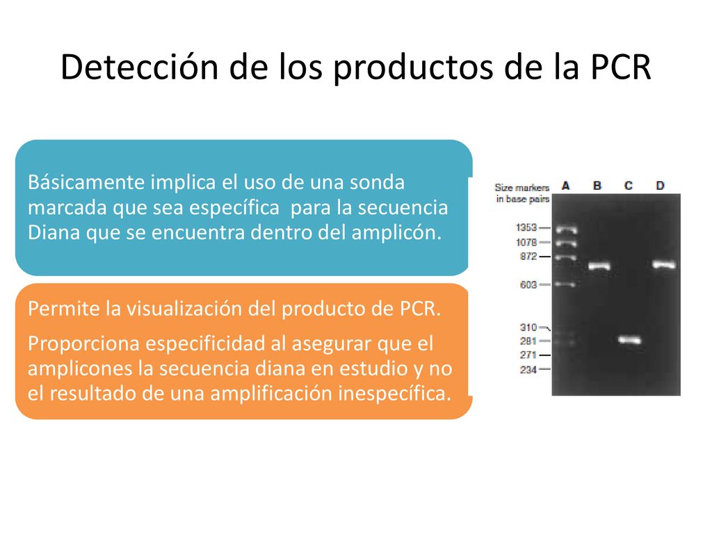 Detección de los productos de la PCR