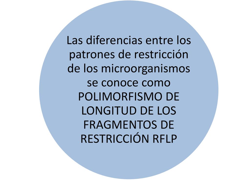 Las diferencias entre los patrones de restricción de los microorganismos se conoce como POLIMORFISMO DE LONGITUD DE LOS FRAGMENTOS DE RESTRICCIÓN RFLP