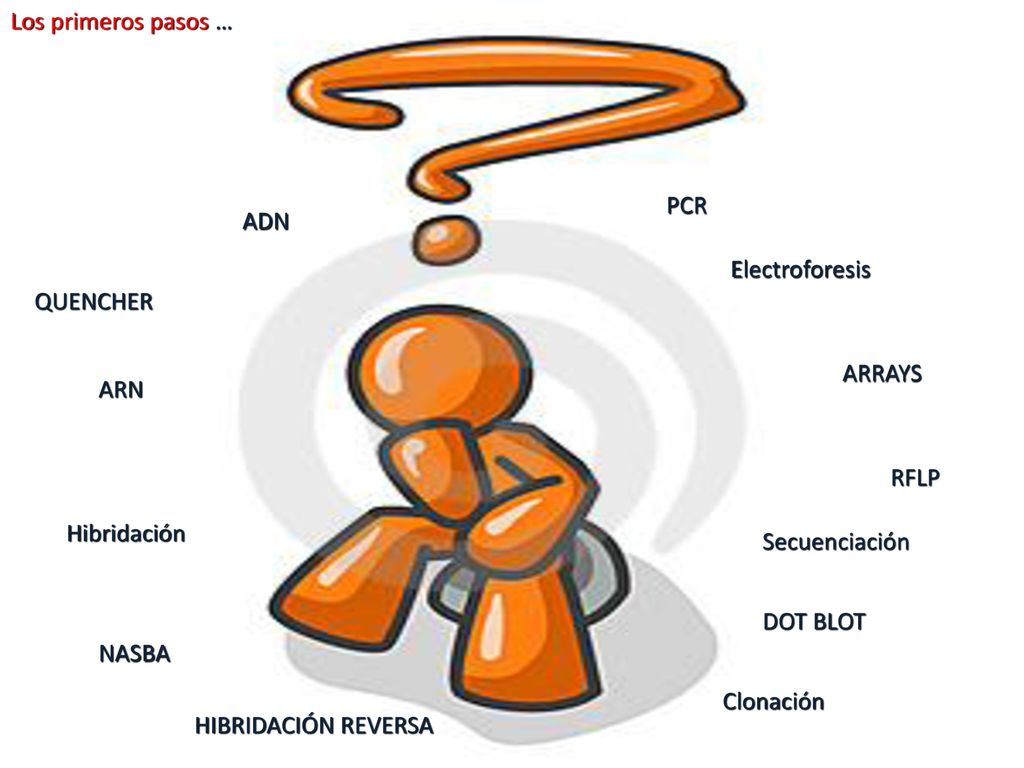 Los primeros pasos … PCR. ADN. Electroforesis. QUENCHER. ARRAYS. ARN. RFLP. Hibridación. Secuenciación.