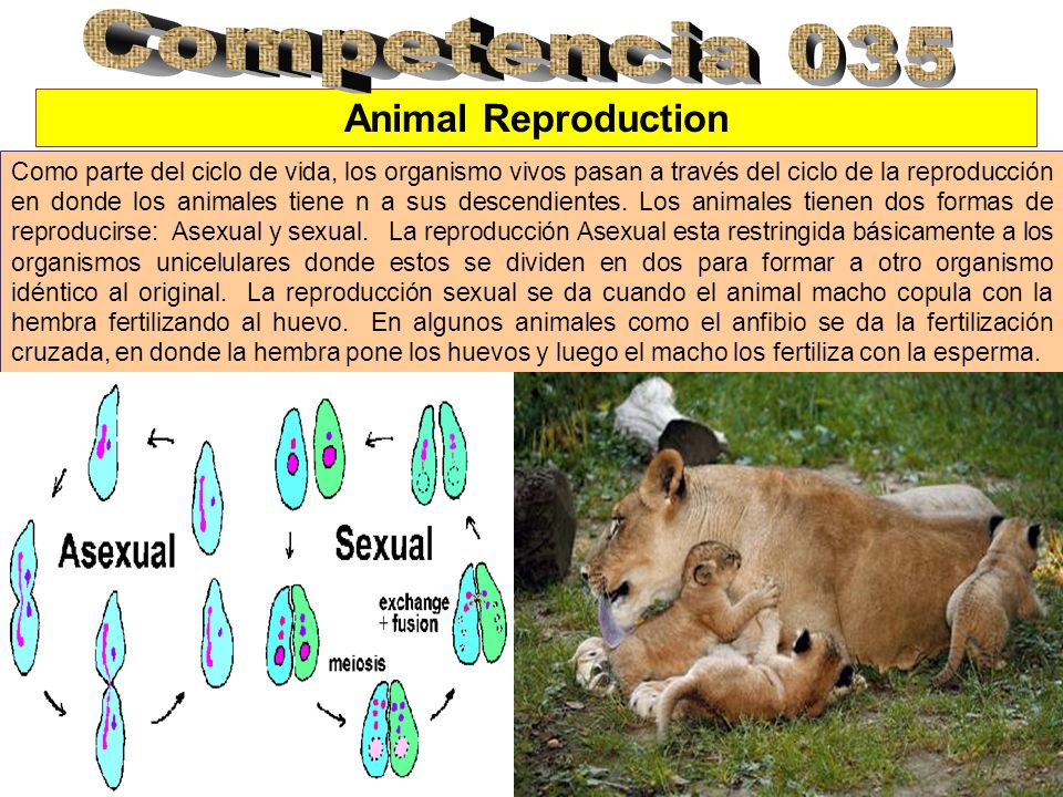 Competencia 035 Animal Reproduction