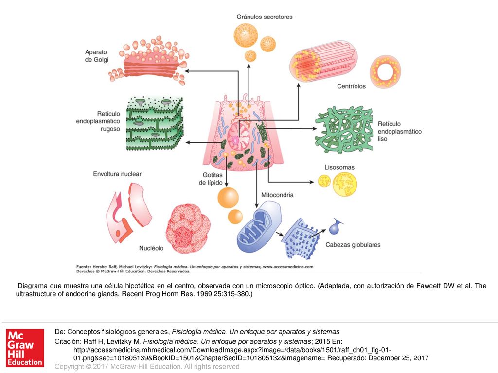 Diagrama que muestra una célula hipotética en el centro, observada con un microscopio óptico. (Adaptada, con autorización de Fawcett DW et al. The ultrastructure of endocrine glands, Recent Prog Horm Res. 1969;25: )