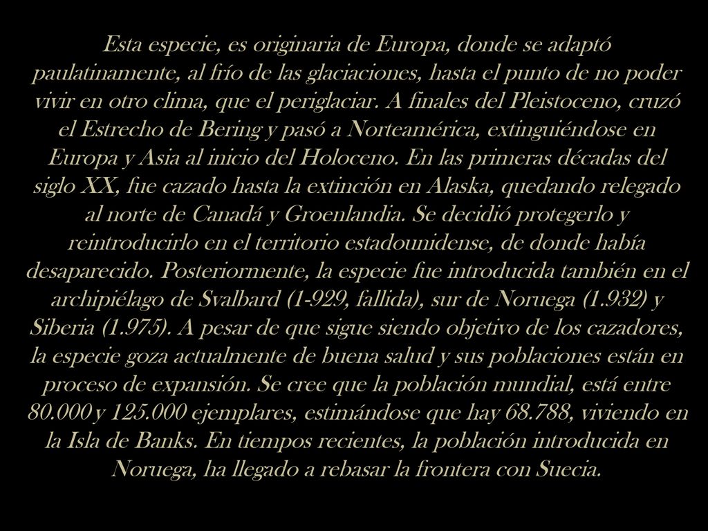 Esta especie, es originaria de Europa, donde se adaptó paulatinamente, al frío de las glaciaciones, hasta el punto de no poder vivir en otro clima, que el periglaciar.
