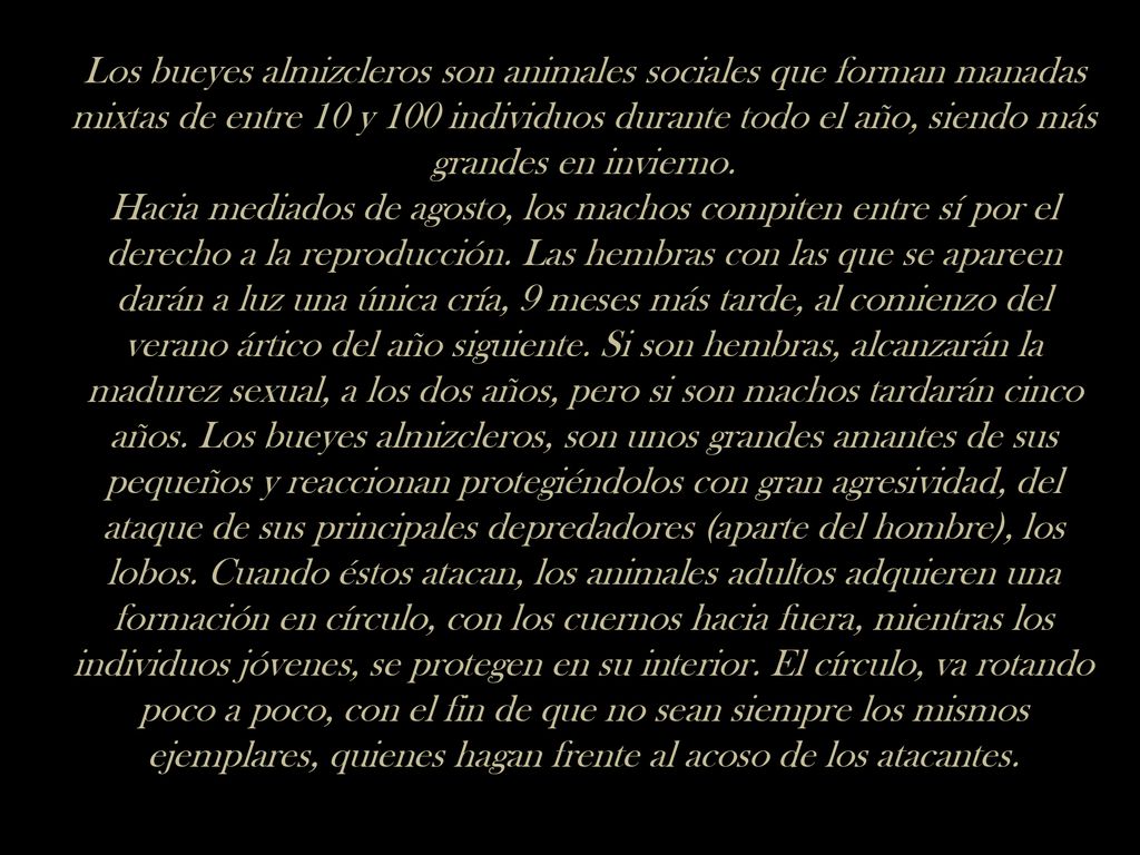 Los bueyes almizcleros son animales sociales que forman manadas mixtas de entre 10 y 100 individuos durante todo el año, siendo más grandes en invierno.