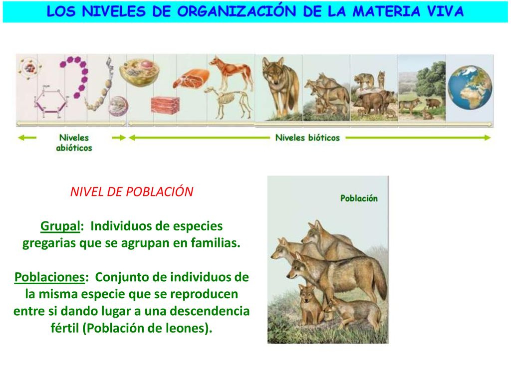 Grupal: Individuos de especies gregarias que se agrupan en familias.