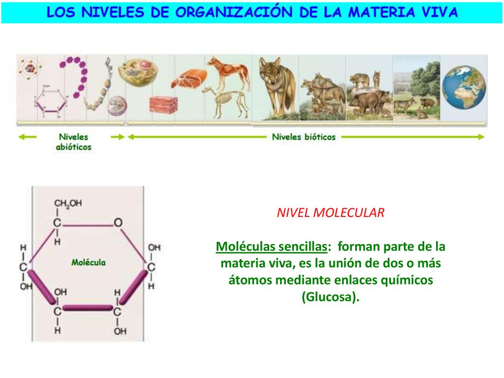 NIVEL MOLECULAR Moléculas sencillas: forman parte de la materia viva, es la unión de dos o más átomos mediante enlaces químicos (Glucosa).