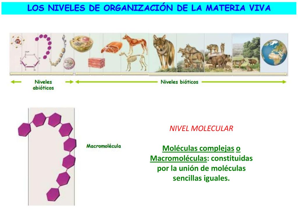 NIVEL MOLECULAR Moléculas complejas o Macromoléculas: constituidas por la unión de moléculas sencillas iguales.