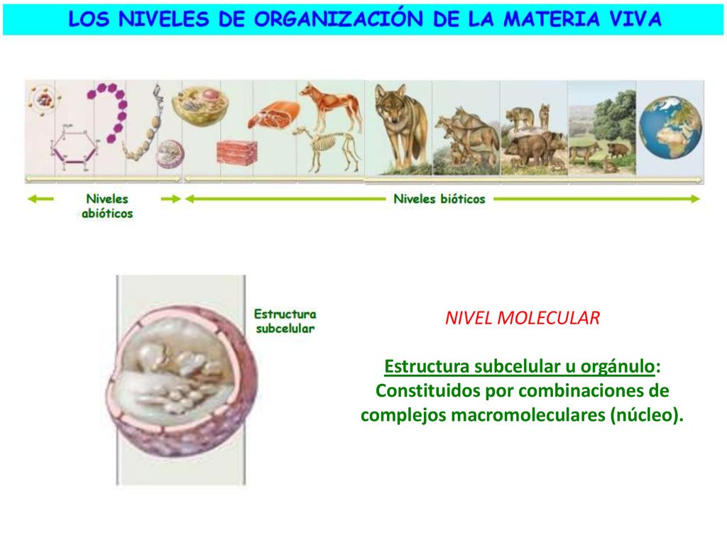 NIVEL MOLECULAR Estructura subcelular u orgánulo: Constituidos por combinaciones de complejos macromoleculares (núcleo).