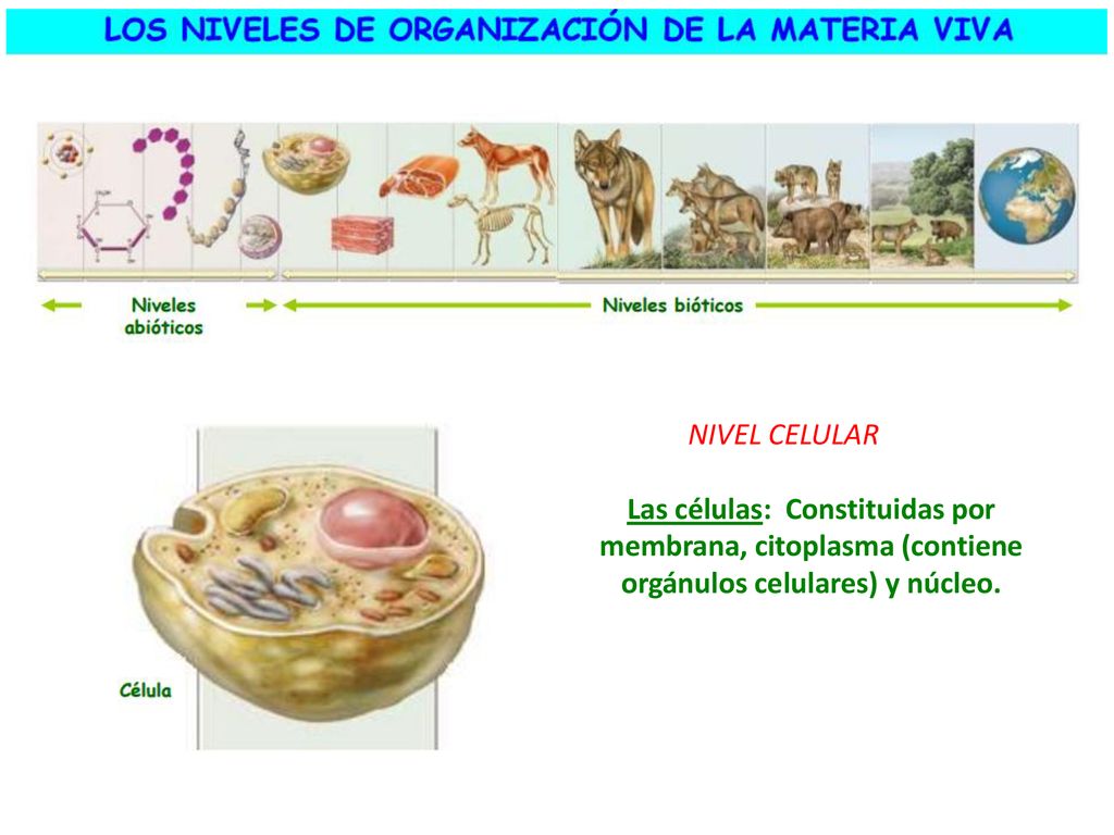 NIVEL CELULAR Las células: Constituidas por membrana, citoplasma (contiene orgánulos celulares) y núcleo.