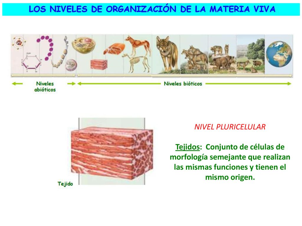 NIVEL PLURICELULAR Tejidos: Conjunto de células de morfología semejante que realizan las mismas funciones y tienen el mismo origen.