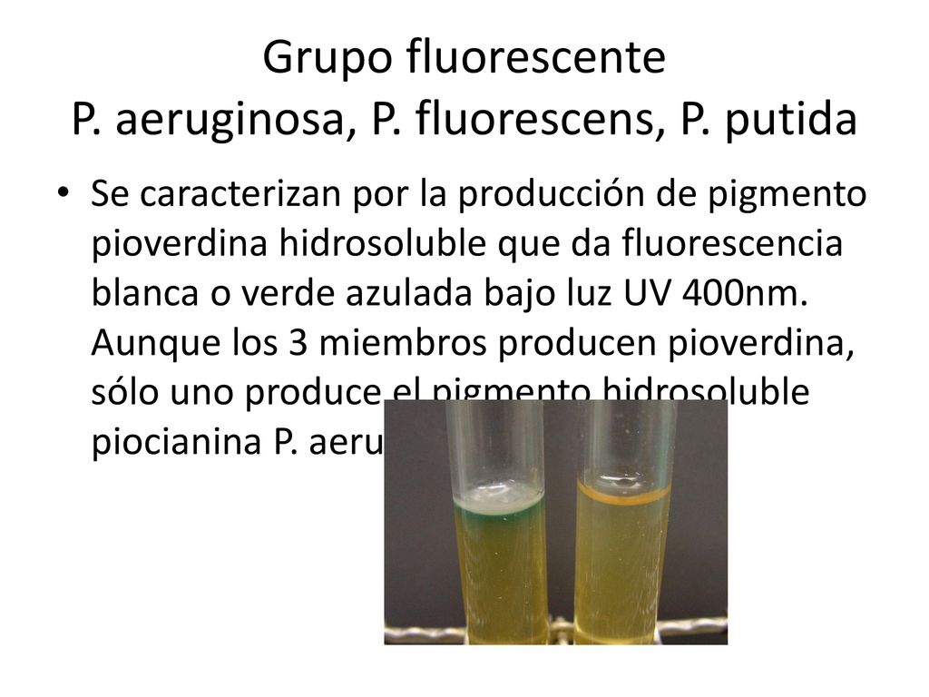 Grupo fluorescente P. aeruginosa, P. fluorescens, P. putida