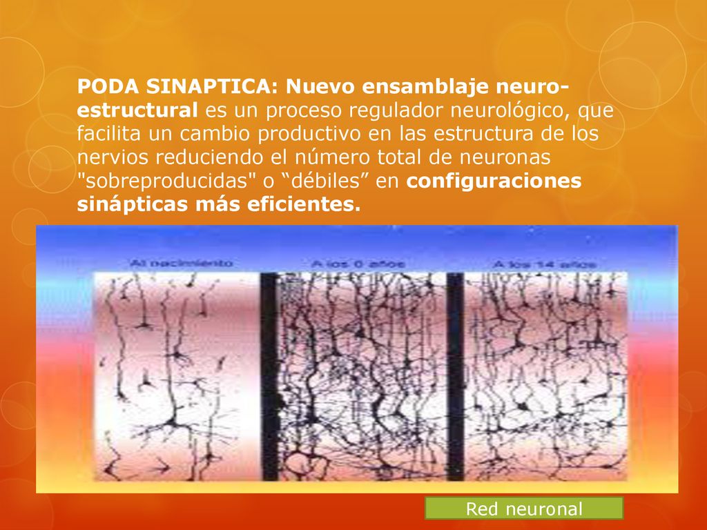 PODA SINAPTICA: Nuevo ensamblaje neuro-estructural es un proceso regulador neurológico, que facilita un cambio productivo en las estructura de los nervios reduciendo el número total de neuronas sobreproducidas o débiles en configuraciones sinápticas más eficientes.