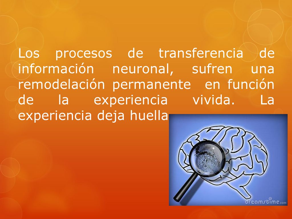 Los procesos de transferencia de información neuronal, sufren una remodelación permanente en función de la experiencia vivida.