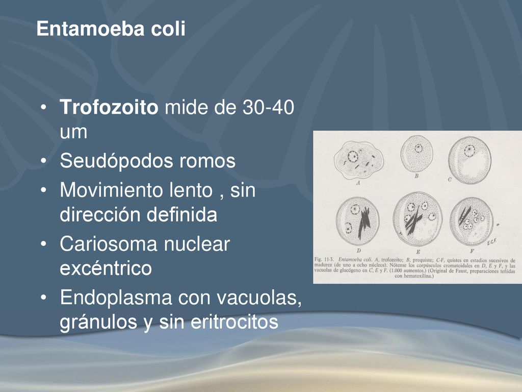 Entamoeba coli Trofozoito mide de um. Seudópodos romos. Movimiento lento , sin dirección definida.