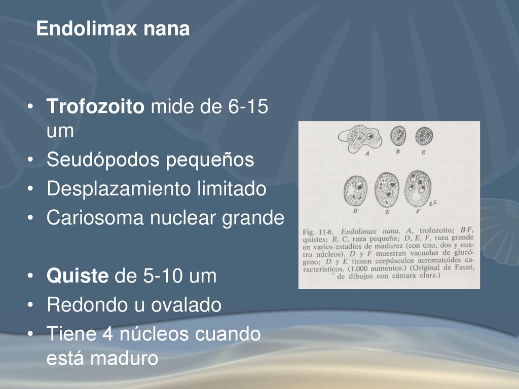 Endolimax nana Trofozoito mide de 6-15 um. Seudópodos pequeños. Desplazamiento limitado. Cariosoma nuclear grande.