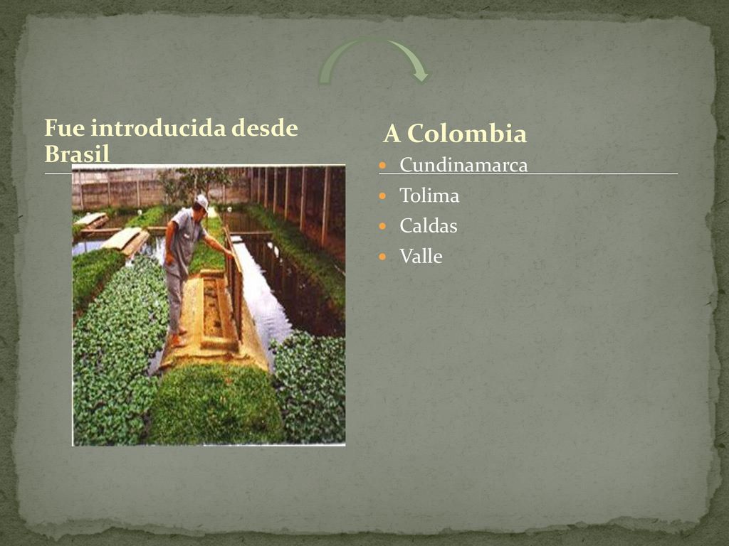 A Colombia Fue introducida desde Brasil Cundinamarca Tolima Caldas