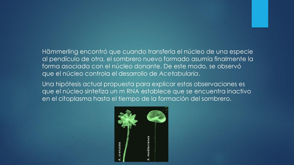 Hämmerling encontró que cuando transfería el núcleo de una especie al pendículo de otra, el sombrero nuevo formado asumía finalmente la forma asociada con el núcleo donante.