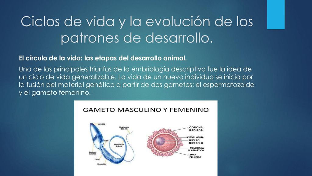 Ciclos de vida y la evolución de los patrones de desarrollo.