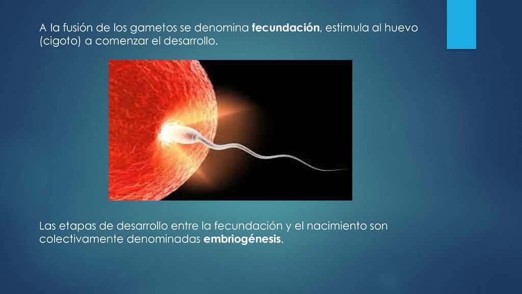 A la fusión de los gametos se denomina fecundación, estimula al huevo (cigoto) a comenzar el desarrollo.