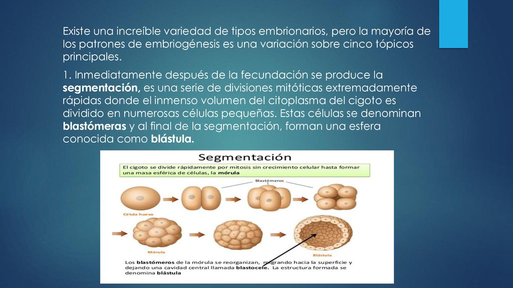 Existe una increíble variedad de tipos embrionarios, pero la mayoría de los patrones de embriogénesis es una variación sobre cinco tópicos principales.