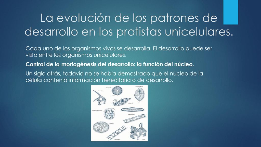 La evolución de los patrones de desarrollo en los protistas unicelulares.