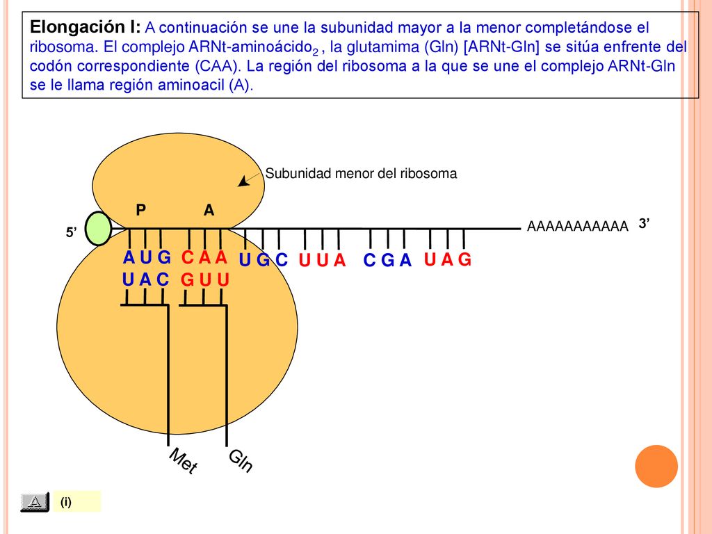 Elongación I: A continuación se une la subunidad mayor a la menor completándose el ribosoma. El complejo ARNt-aminoácido2 , la glutamima (Gln) [ARNt-Gln] se sitúa enfrente del codón correspondiente (CAA). La región del ribosoma a la que se une el complejo ARNt-Gln se le llama región aminoacil (A).