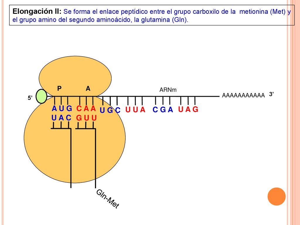 Elongación II: Se forma el enlace peptídico entre el grupo carboxilo de la metionina (Met) y el grupo amino del segundo aminoácido, la glutamina (Gln).