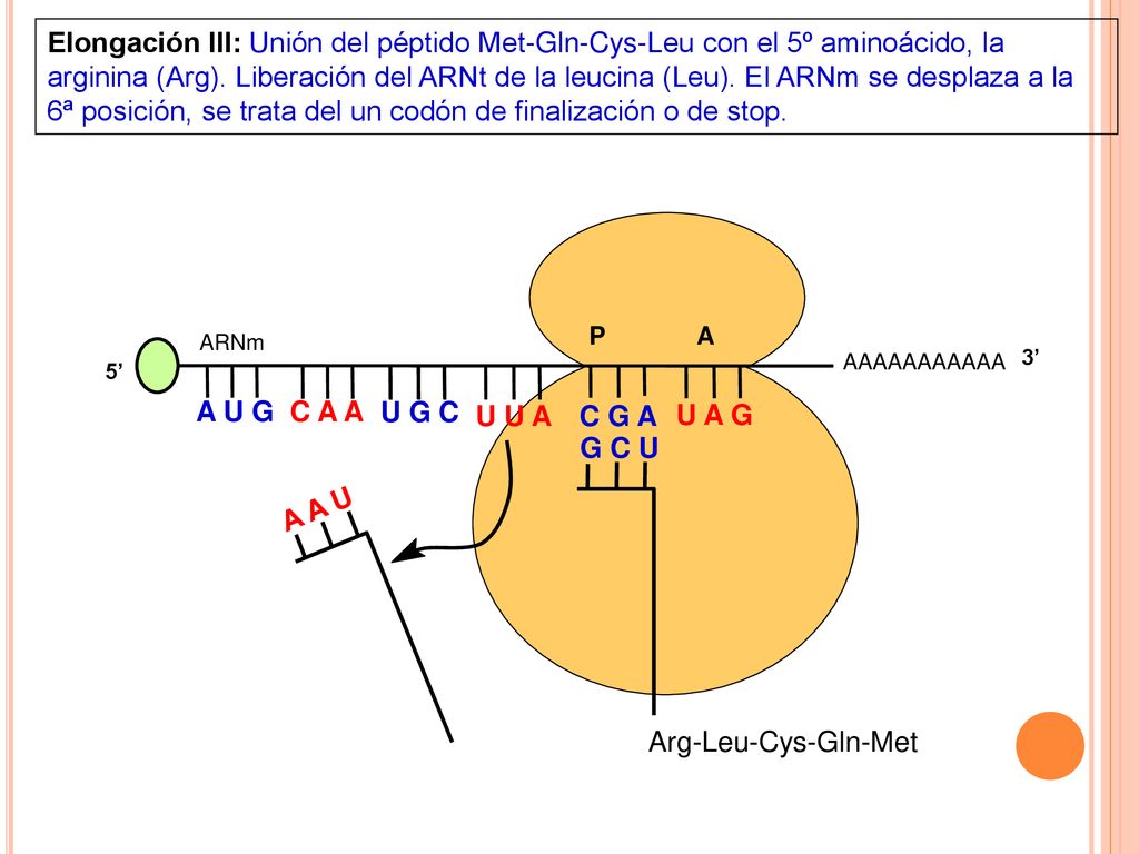 Elongación III: Unión del péptido Met-Gln-Cys-Leu con el 5º aminoácido, la arginina (Arg). Liberación del ARNt de la leucina (Leu). El ARNm se desplaza a la 6ª posición, se trata del un codón de finalización o de stop.