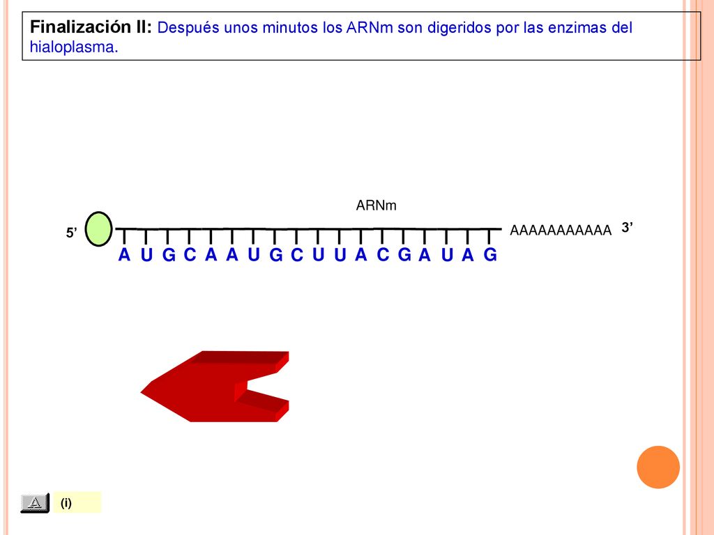 Finalización II: Después unos minutos los ARNm son digeridos por las enzimas del hialoplasma.