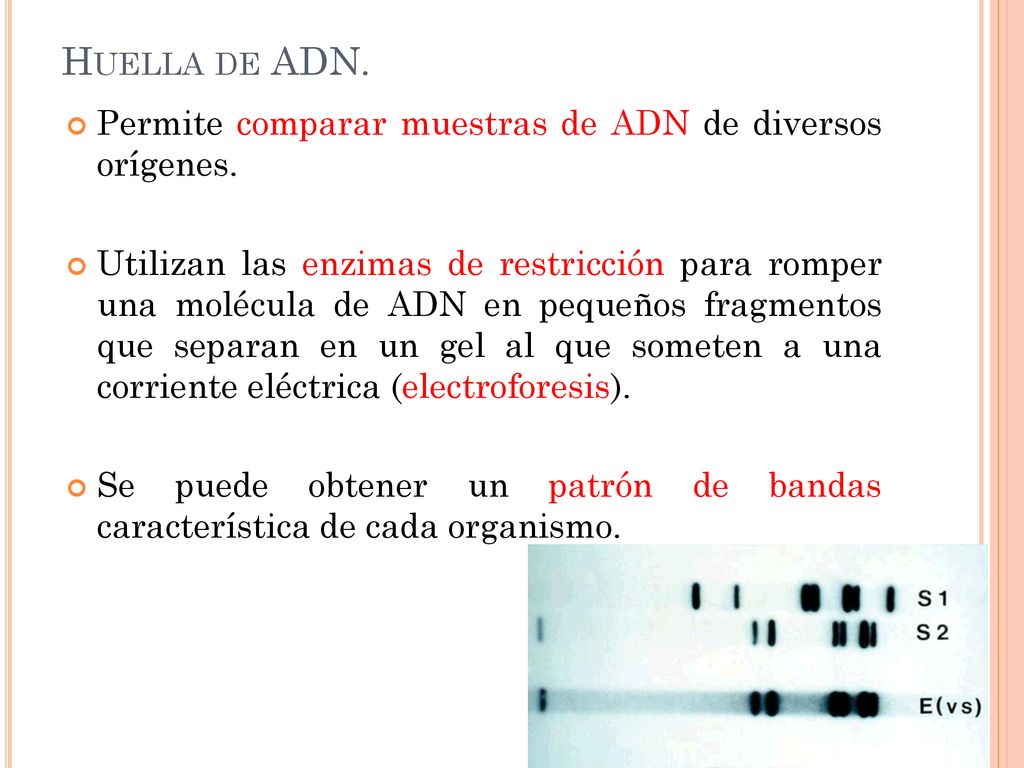 Huella de ADN. Permite comparar muestras de ADN de diversos orígenes.