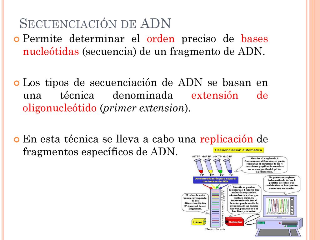 Secuenciación de ADN Permite determinar el orden preciso de bases nucleótidas (secuencia) de un fragmento de ADN.