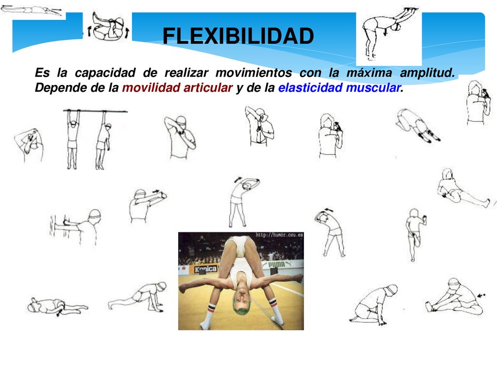 FLEXIBILIDAD Es la capacidad de realizar movimientos con la máxima amplitud.