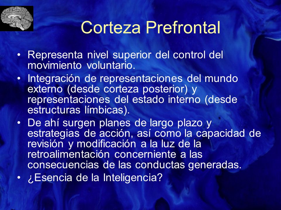 Corteza Prefrontal Representa nivel superior del control del movimiento voluntario.