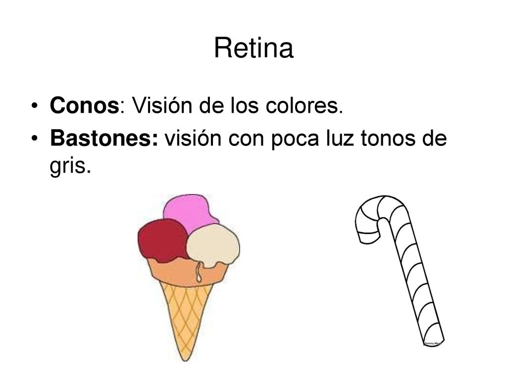 Retina Conos: Visión de los colores.