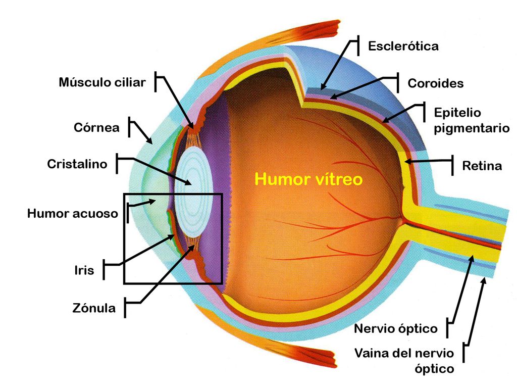 Humor vítreo Esclerótica Músculo ciliar Coroides Epitelio pigmentario