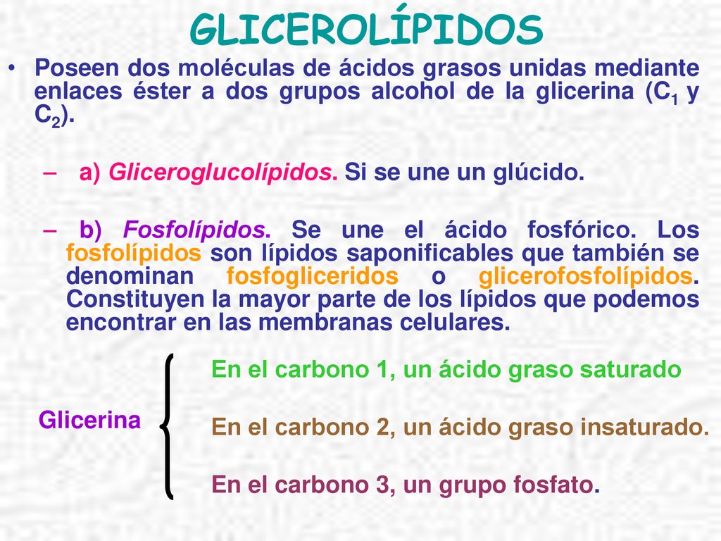 GLICEROLÍPIDOS Poseen dos moléculas de ácidos grasos unidas mediante enlaces éster a dos grupos alcohol de la glicerina (C1 y C2).