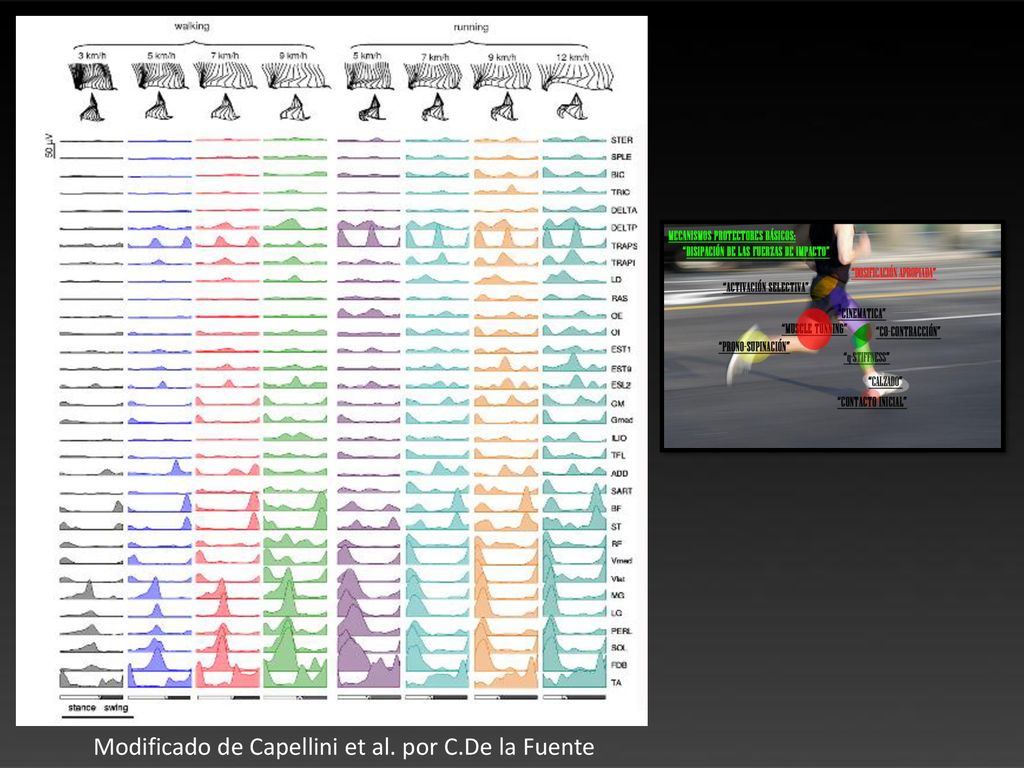 Modificado de Capellini et al. por C.De la Fuente