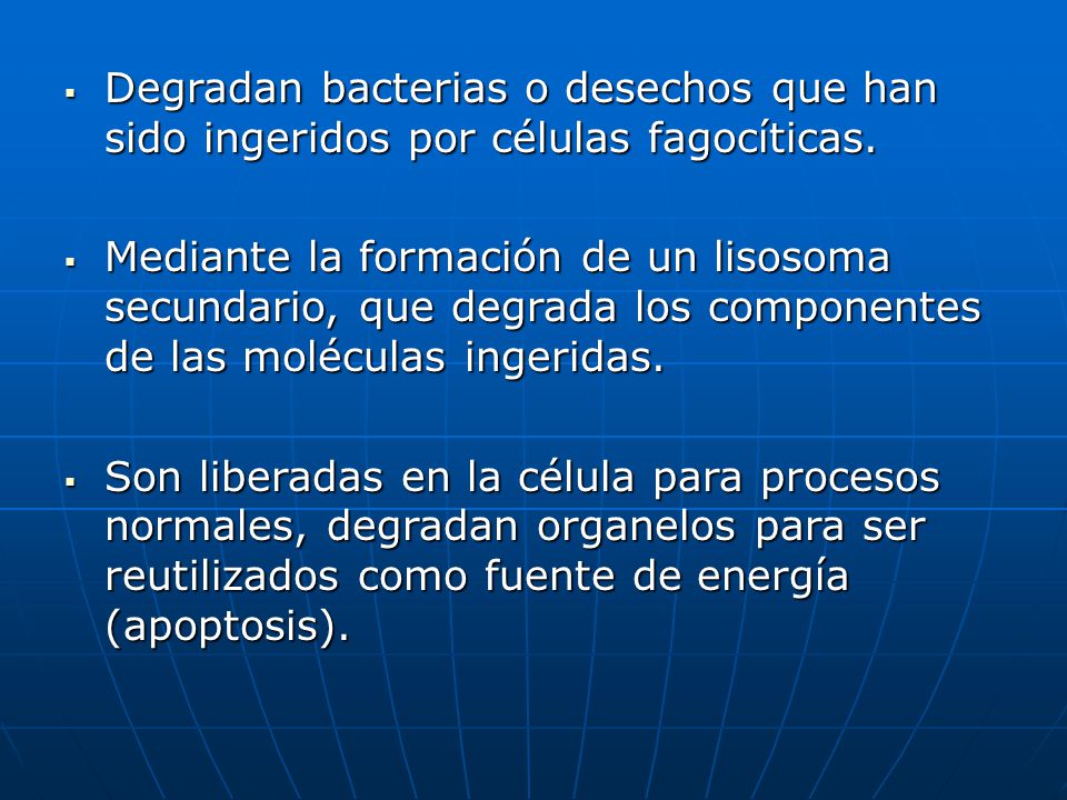 Degradan bacterias o desechos que han sido ingeridos por células fagocíticas.