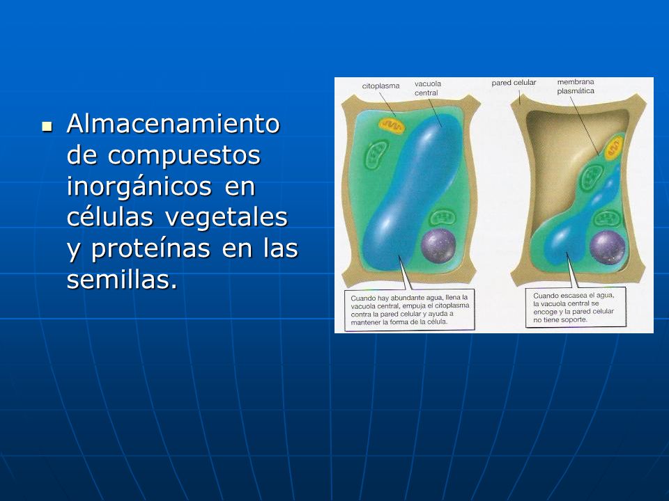Almacenamiento de compuestos inorgánicos en células vegetales y proteínas en las semillas.