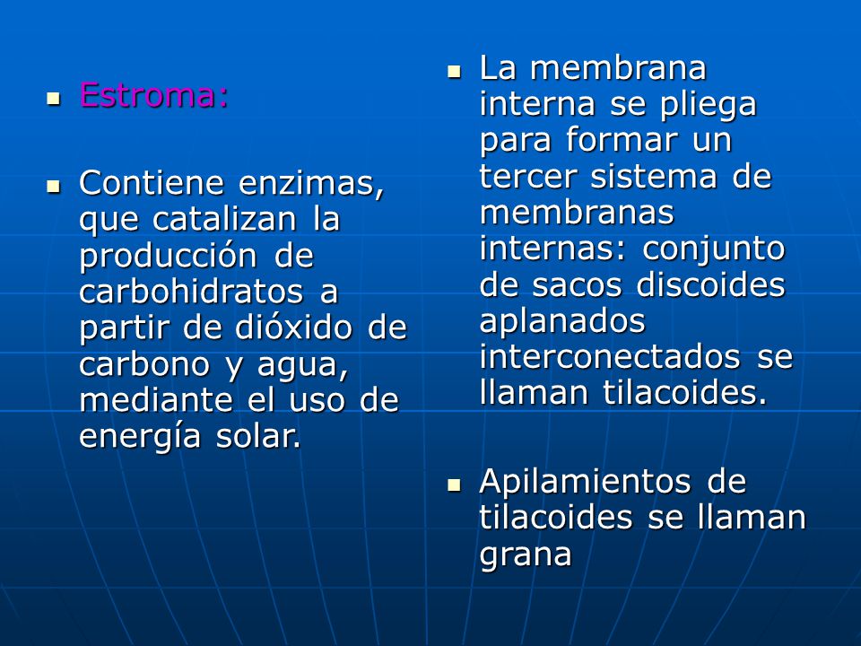 La membrana interna se pliega para formar un tercer sistema de membranas internas: conjunto de sacos discoides aplanados interconectados se llaman tilacoides.