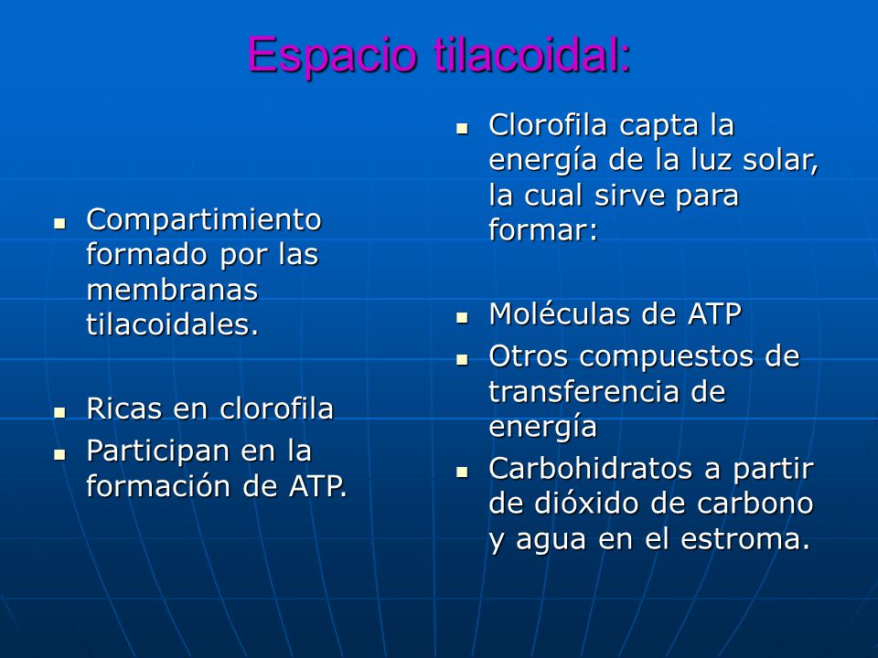 Espacio tilacoidal: Clorofila capta la energía de la luz solar, la cual sirve para formar: Moléculas de ATP.
