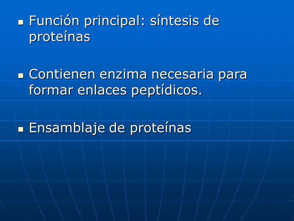 Función principal: síntesis de proteínas