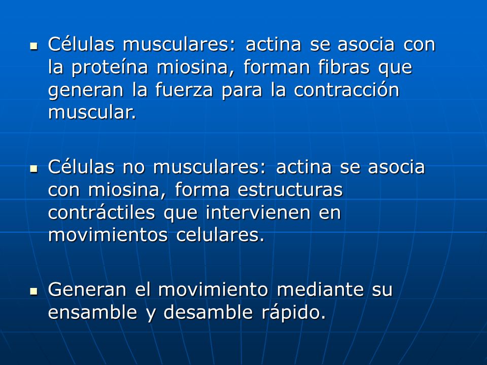 Células musculares: actina se asocia con la proteína miosina, forman fibras que generan la fuerza para la contracción muscular.