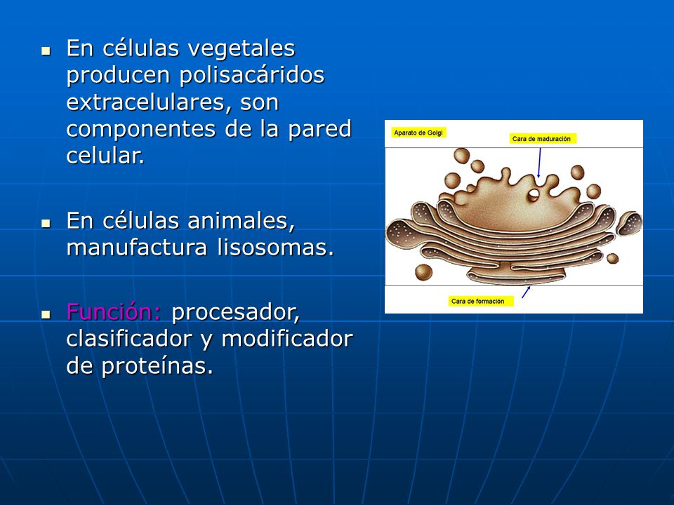 En células vegetales producen polisacáridos extracelulares, son componentes de la pared celular.