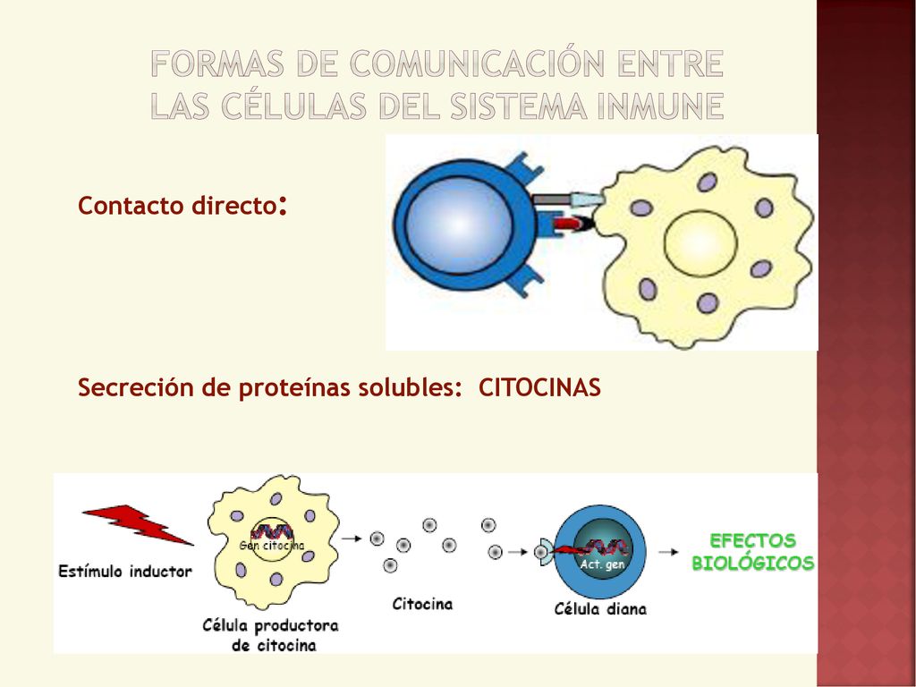 Formas de comunicación entre las células del sistema inmune