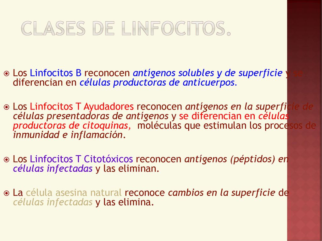 Clases de Linfocitos. Los Linfocitos B reconocen antígenos solubles y de superficie y se diferencian en células productoras de anticuerpos.