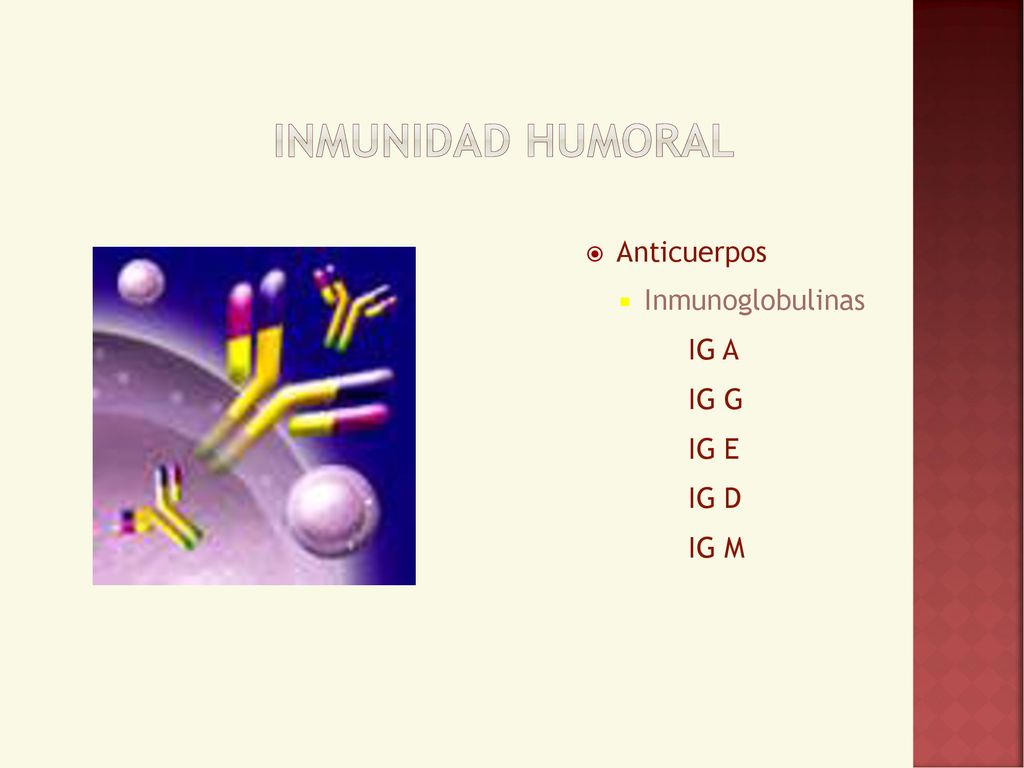 Inmunidad Humoral Anticuerpos Inmunoglobulinas IG A IG G IG E IG D