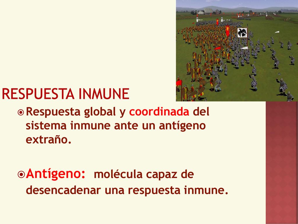 respuesta inmune Respuesta global y coordinada del sistema inmune ante un antígeno extraño.