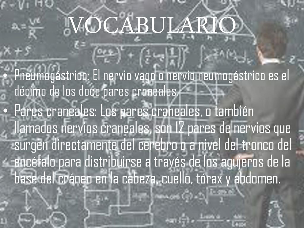 VOCABULARIO Pneumogástrico: El nervio vago o nervio neumogástrico es el décimo de los doce pares craneales.