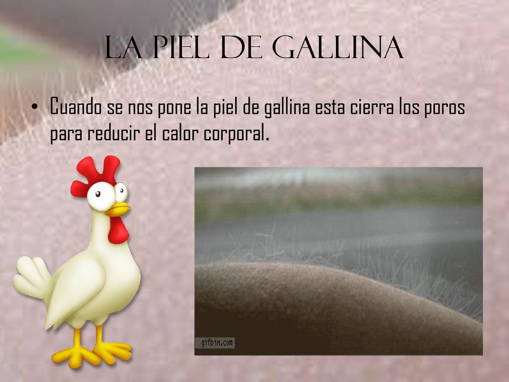 La Piel De GALLINA Cuando se nos pone la piel de gallina esta cierra los poros para reducir el calor corporal.